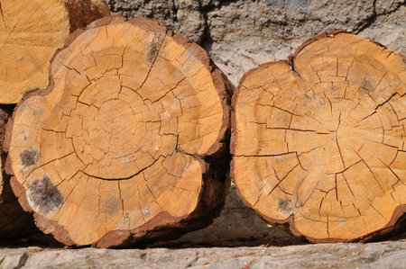 dry logs for firewood