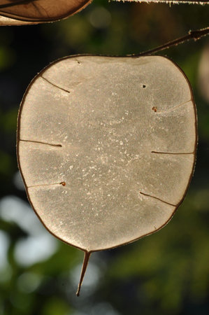 lunaria annua or annual honesty ripe pods, silicles. Central membrane