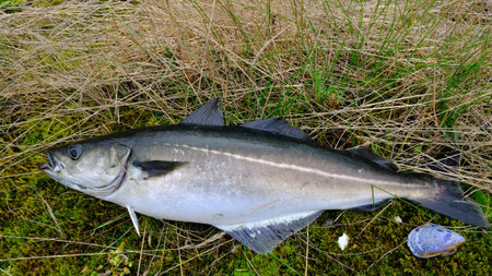 The saithe or Pollachius virens. marine fish in Norway