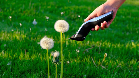 Trimming, grooming fluffy dandelions in spring garden