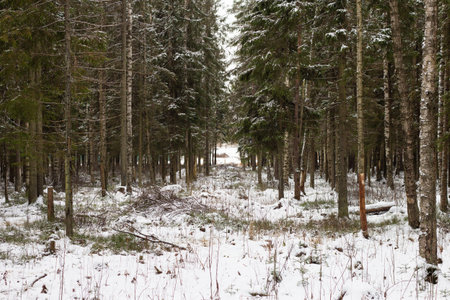 winter clearing in the forest, the edge of the snow path