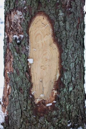 tree trunk structure bark sapwood texture in the winter forestの写真素材