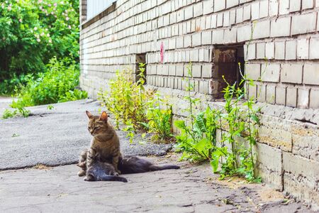 homeless cat young mom feeding kittens lying breastfeed cute fluffyの写真素材