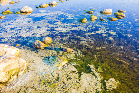 colored green algae bubbling breathe in the water on the coast floraの写真素材