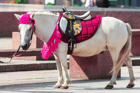 little white pony horse with funny pink blanket closeupの写真素材