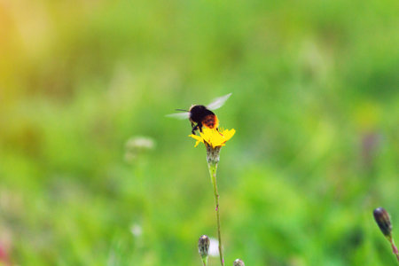 bumblebee takes off from a flower blossom garden closeup