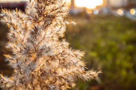field plants at sunset agriculture growth farming summer landscape natureの写真素材