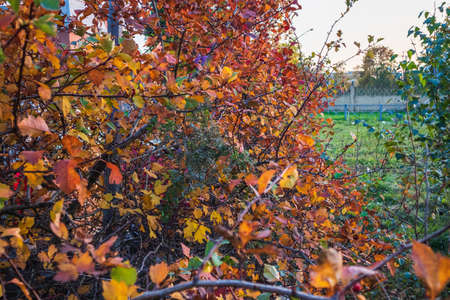 yellow leaves on trees autumn landscape natural gold floraの写真素材