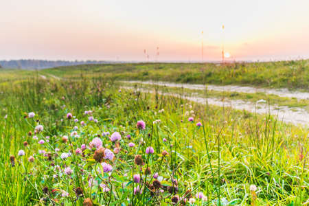 country road going into the sunset way agricultural sunriseの写真素材