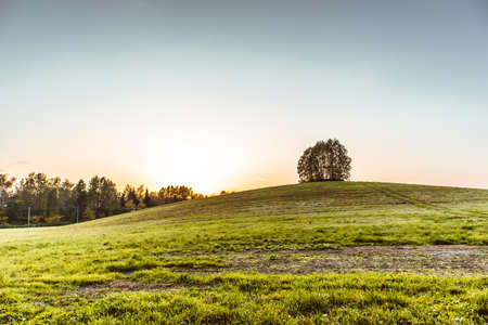 lonely tree on top of a hill landscape sunny countrysideの写真素材