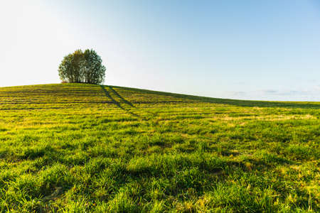 lonely tree on top of a hill landscape sunny countrysideの写真素材
