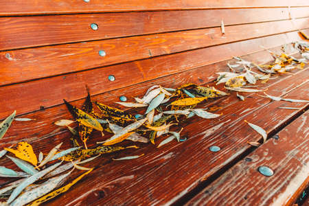 bench in the autumn park strewn with fallen leaves october outdoors golden timeの写真素材