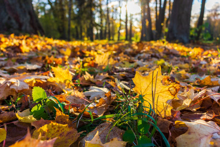 Fallen leaves in autumn tree shade park sunny weather wallpaper yellow october