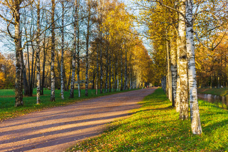 alley in autumn park sunny landscape foliage pathway october orange