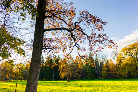 Landscape Park Sunny Lawn with tree autumn season rays of the sun branchの写真素材