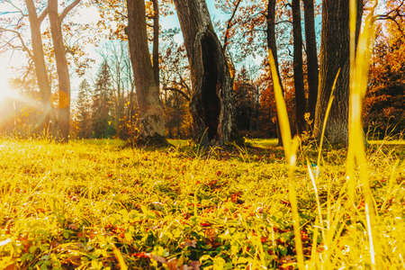 house in the trunk of a tree hollow fabulous fantasy mysterious sunny lawn art filterの写真素材