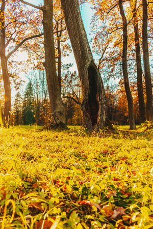 house in the trunk of a tree hollow fabulous fantasy mysterious sunny lawn art filter