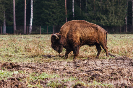 wild bison on grazing pinches grass hump and powerful horns natureの写真素材