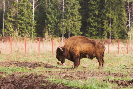 wild bison on grazing pinches grass hump and powerful horns natureの写真素材