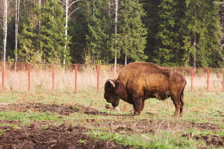 wild bison on grazing pinches grass hump and powerful horns natureの写真素材