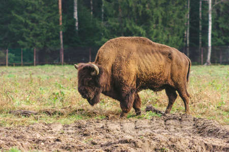 wild bison on grazing pinches grass hump and powerful horns nature art filterの写真素材