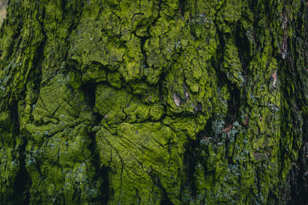 moss green on the bark of a tree on the north side texture woodの写真素材