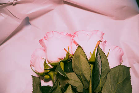 bouquet of beautiful pink roses belted bowknot gift woman girlの写真素材