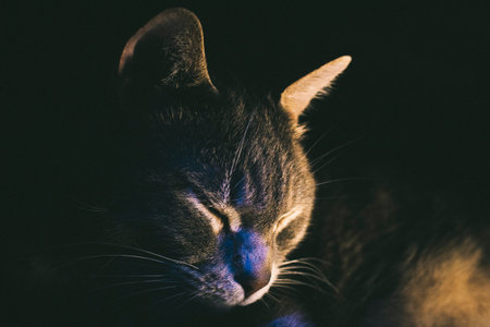 cat portrait confident manly cute calm shadows light