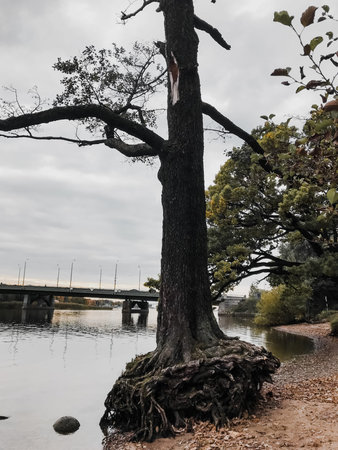 tree root system near the lake dying plant old fall withered