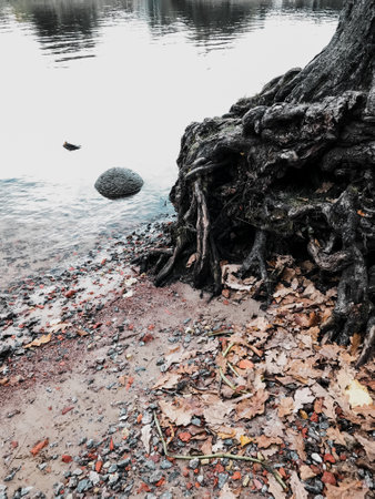 tree root system near the lake dying plant old fall witheredの写真素材