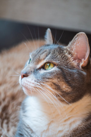 Portrait of a calm cat green eyes, big earsの写真素材