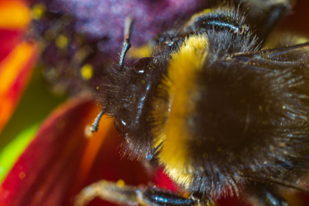 Bumblebee winged insect pollinating shaggy hairy with a mustache eyes, black and yellow, sitting on a flower bud in the garden , close up macro photoの写真素材