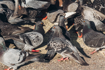 Flock of pigeons eating grain on the street