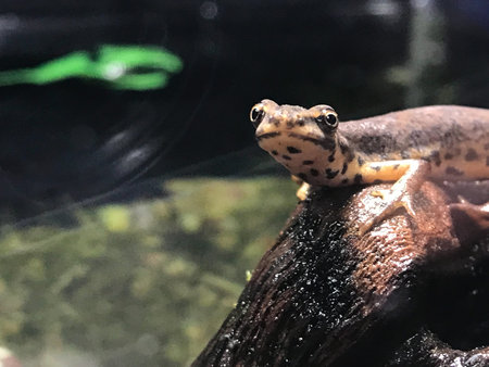 Lizard in a terrarium big eyes