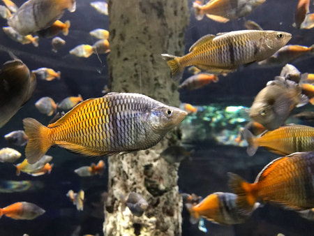 Underwater World Fish Exotic Aquarium