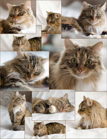 Siberian breed cat, collageの写真素材
