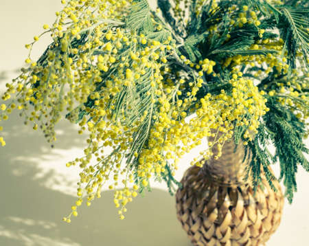 mimozaの写真素材