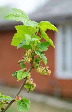 currantの写真素材