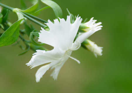 carnation, close-upの写真素材