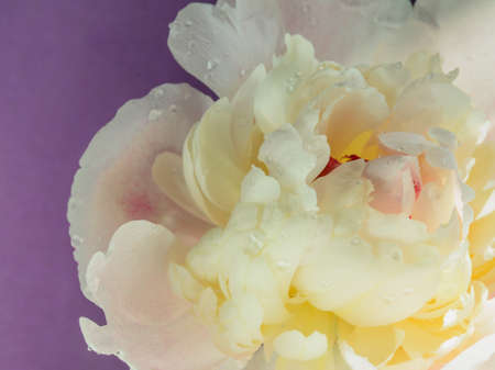 white-pink peony on a purple backgroundの写真素材