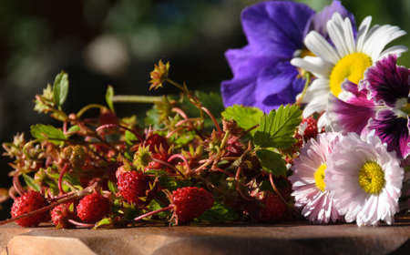 wild strawberry and flowersの写真素材