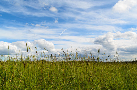 herbs in fieldの写真素材