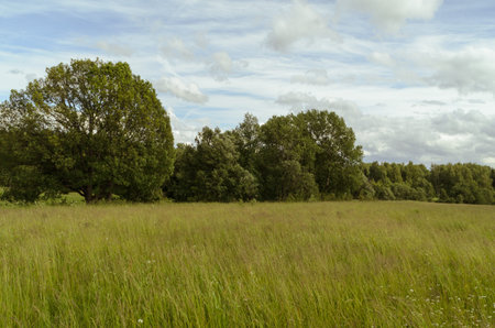 green grassの写真素材