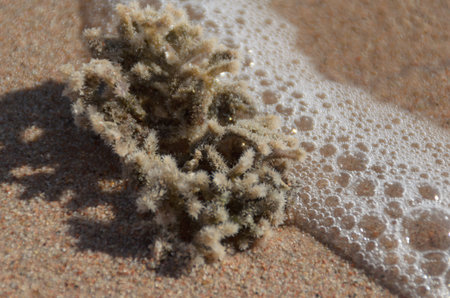 algae in the sea water