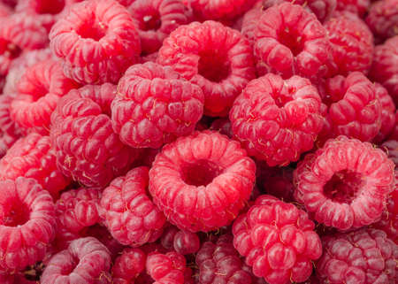 raspberryの写真素材