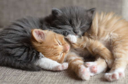 kittensの写真素材