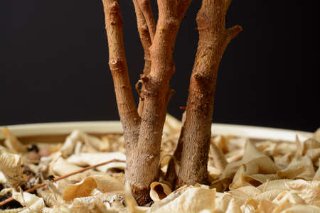 dry leaves under the plant in a potの写真素材