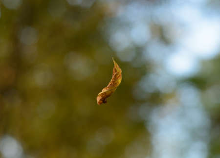 Falling leaves on blurred background. Leaf on spider silkの写真素材