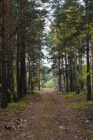 Path in autumn forest. Forest road