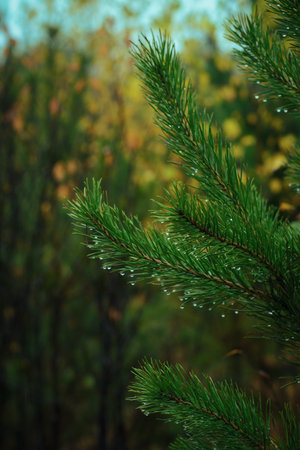 Autumn forest landscape with trees. Fall in the countryside